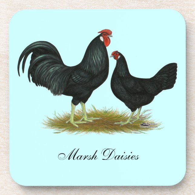 Marsh Daisy Chickens Drink Coaster (Front)