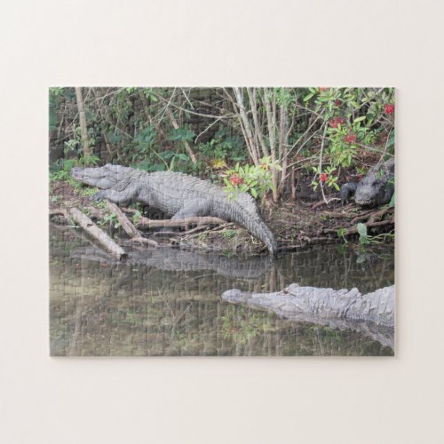 Marsh Gators _ American Alligator Jigsaw Puzzle