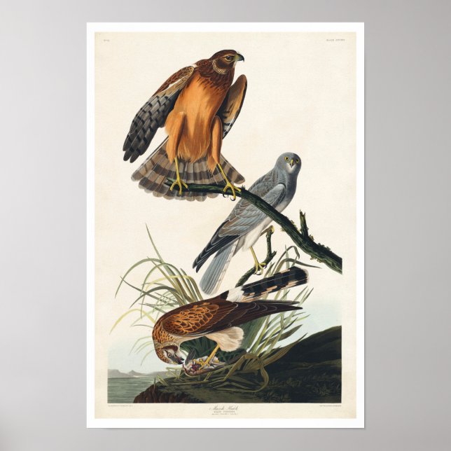Marsh Hawk by Audubon Poster (Front)
