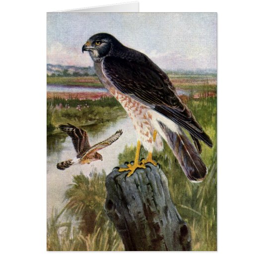 Marsh Hawk Cards (Front)