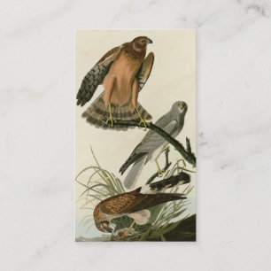Marsh Hawk from Audubon's Birds of America Business Card