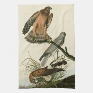 Marsh Hawk from Audubon's Birds of America Kitchen Towel