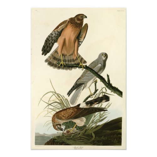 Marsh Hawk from Audubons Birds of America Photo Print