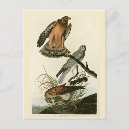 Marsh Hawk from Audubons Birds of America Postcard