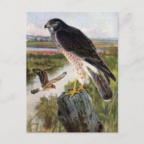 Marsh Hawk Postcard