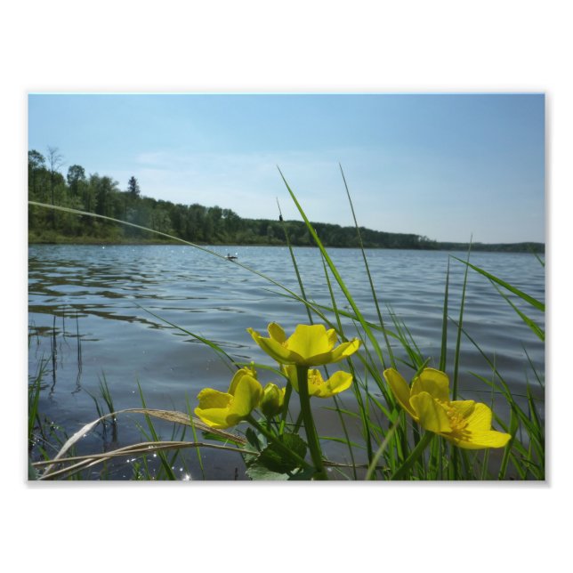 Marsh Marigold flowers by Lakeside Photo Print (Front)