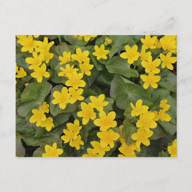 Marsh Marigold in Bloom Postcard (Front)