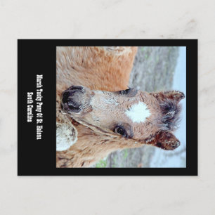 Marsh Tacky Horse Postcard