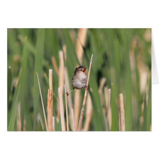 Marsh Wren Cards (Front Horizontal)
