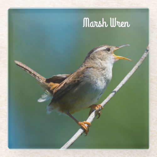 Marsh Wren Glass Coaster