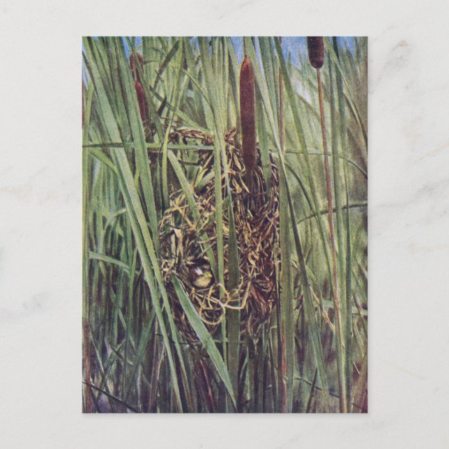 Marsh Wren Nest in Cattails Postcard (Front)