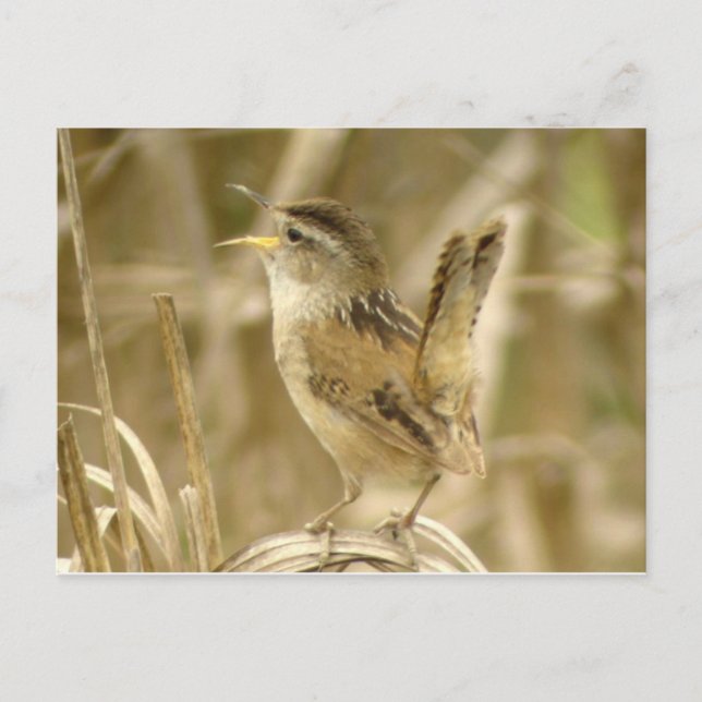 Marsh Wren Postcard (Front)