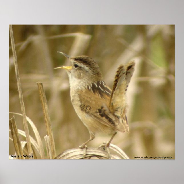 Marsh Wren Poster (Front)