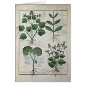 Marshmallow & Hastula Regia Asarabacca & (Front)