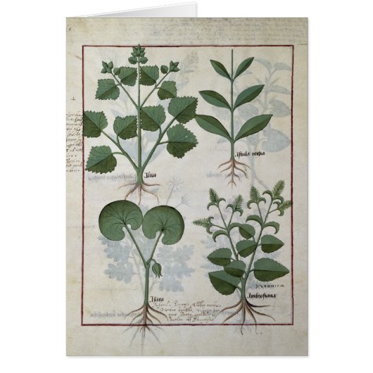 Marshmallow & Hastula Regia Asarabacca & (Front)