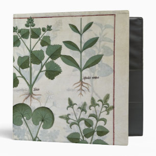 Marshmallow & Hastula Regia Asarabacca & Binder