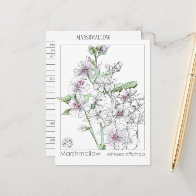 Marshmallow Materia Medica Herbal Study Card (Front/Back In Situ)