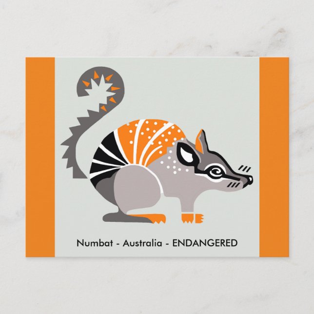 Marsupial - NUMBAT- Nature -Wildlife -  Postcard (Front)