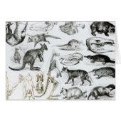 Marsupialia, Monetremata, Edentata (Front Horizontal)