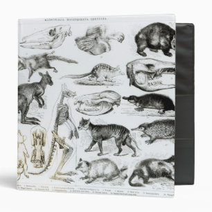 Marsupialia, Monetremata, Edentata 3 Ring Binder