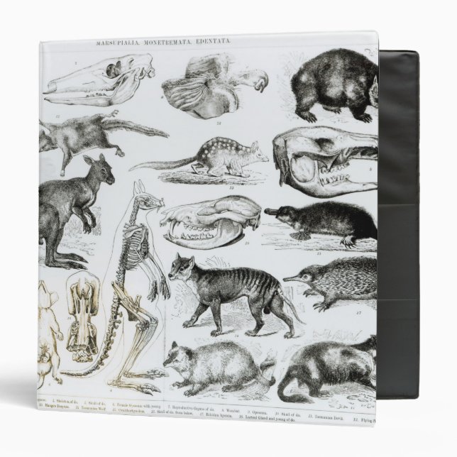 Marsupialia, Monetremata, Edentata 3 Ring Binder (Front/Inside)