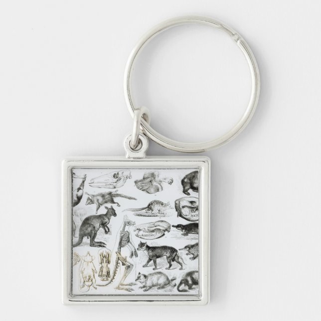 Marsupialia, Monetremata, Edentata Keychain (Front)