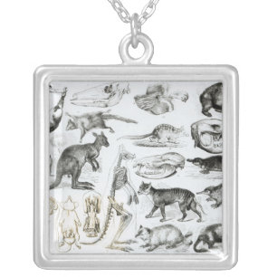Marsupialia, Monetremata, Edentata Silver Plated Necklace