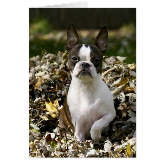 Martha leaves (Front)