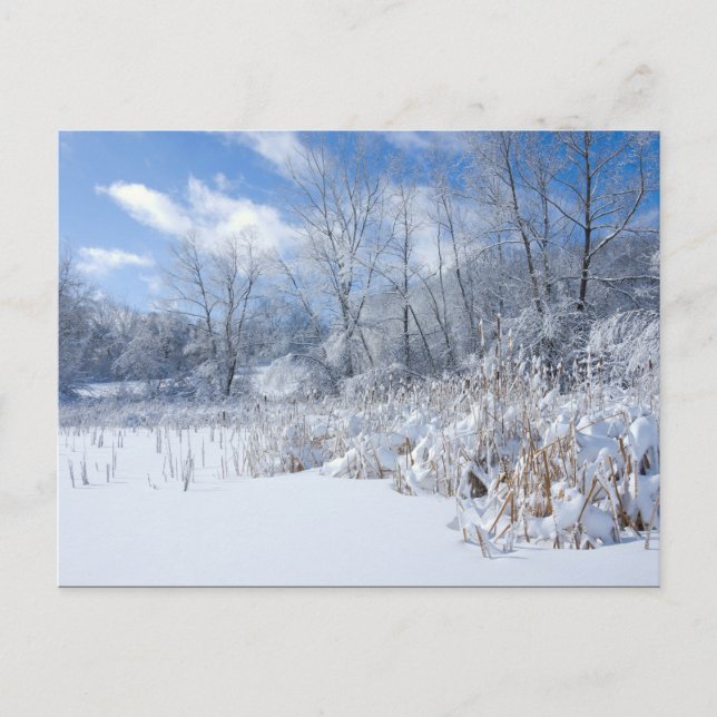 Marthaler Park Frozen Pond and Trees Postcard (Front)