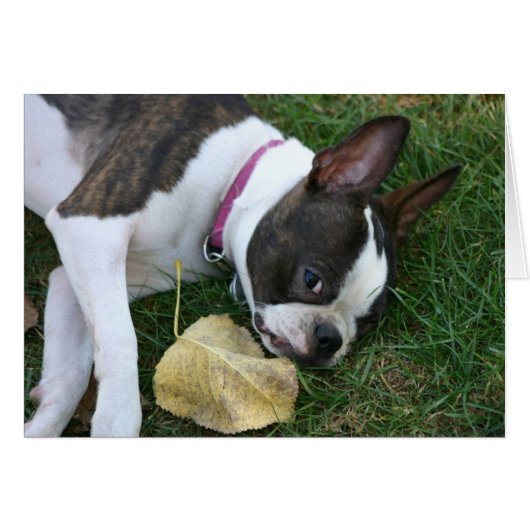 Martha's Leaf (Front Horizontal)