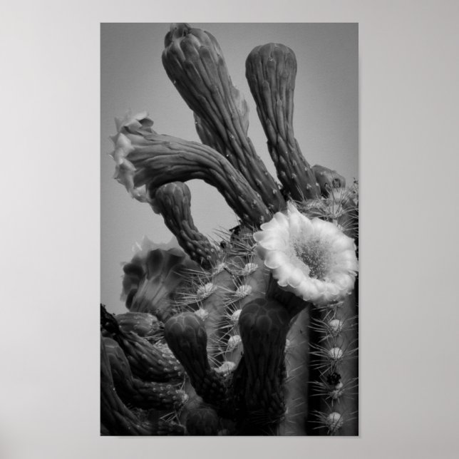 Martian Blooms Poster (Front)