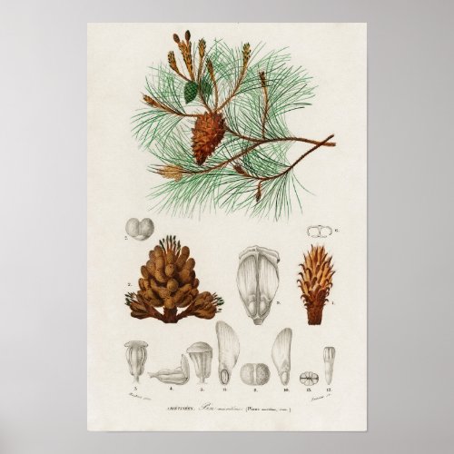 Martime pine Pinus maritima Poster