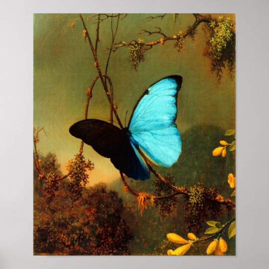 Martin Johnson Heade Blue Morpho Butterfly Poster | Zazzle.com