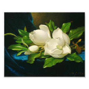 Martin Johnson Heade - Giant Magnolias Photo Print