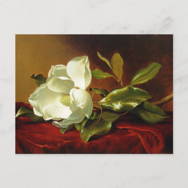 Martin Johnson Heade Magnolia Vintage  Postcard (Front)