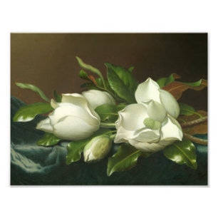 Martin Johnson Heade - Magnolias on Light Blue Photo Print