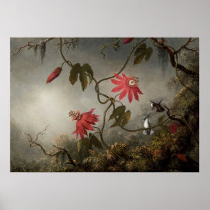 Martin Johnson Heade - Passion Flowers and Humming Poster