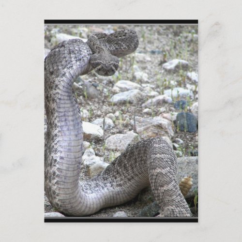 Martinez Wash Rattlesnake in Congress AZ Postcard