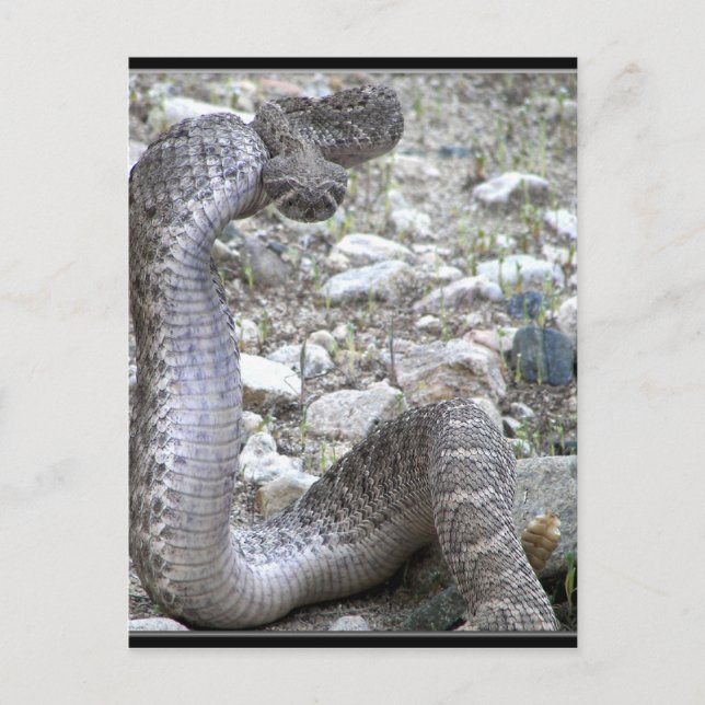 Martinez Wash Rattlesnake in Congress, AZ Postcard (Front)
