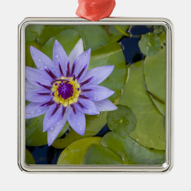 Martinique, French Antilles, West Indies, Blue Metal Ornament (Front)