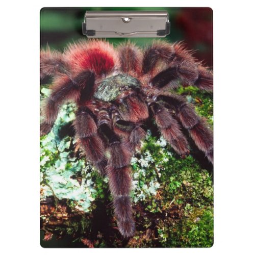 Martinique Tree Spider Avicularia versicolor Clipboard