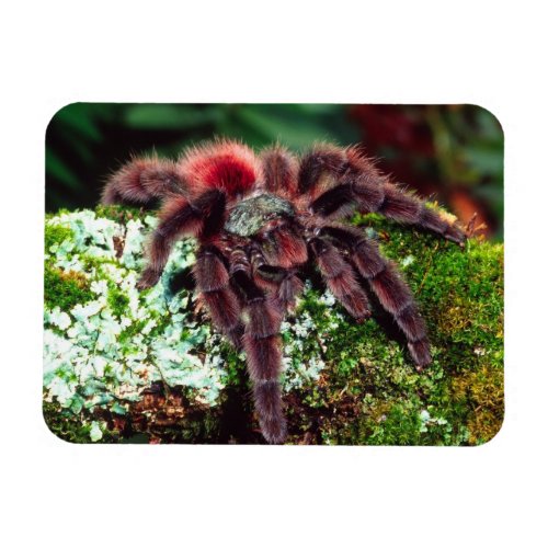 Martinique Tree Spider Avicularia versicolor Magnet