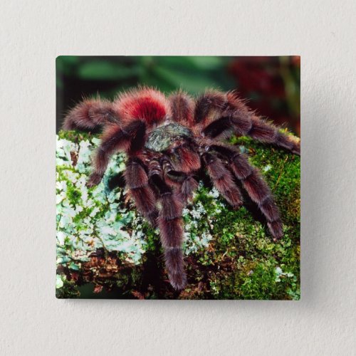 Martinique Tree Spider Avicularia versicolor Pinback Button