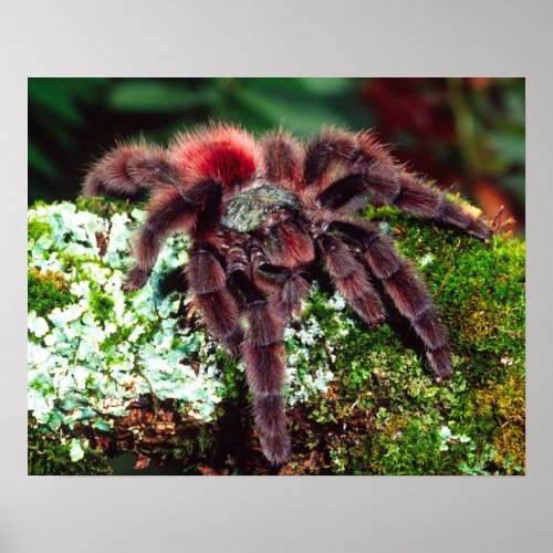 Martinique Tree Spider Avicularia versicolor Poster