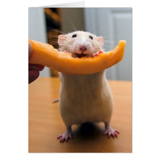 Marty Mouse Loves Cantaloops! Cards (Front)