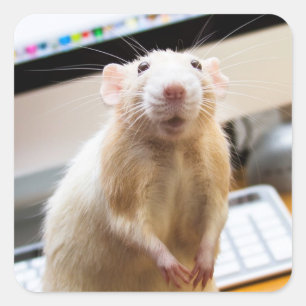 Marty Mouse Stickers - Standin' Tall