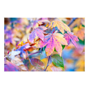 Marvelous Japanese Maple leaves Photo Print