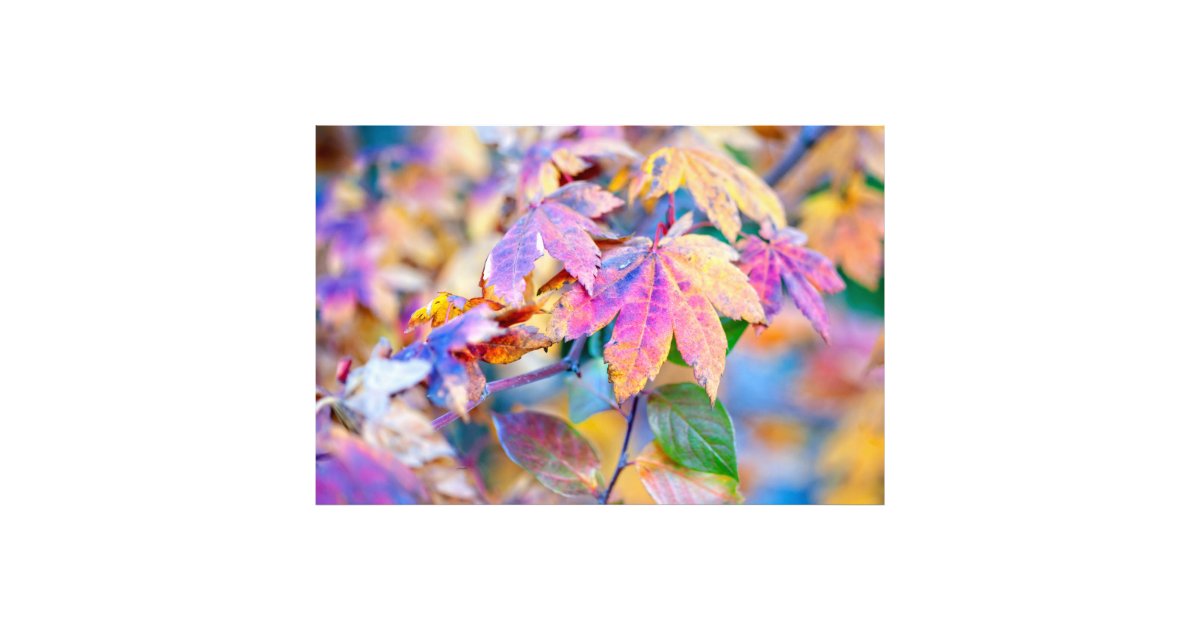 Marvelous Japanese Maple Leaves Photo Print Zazzle