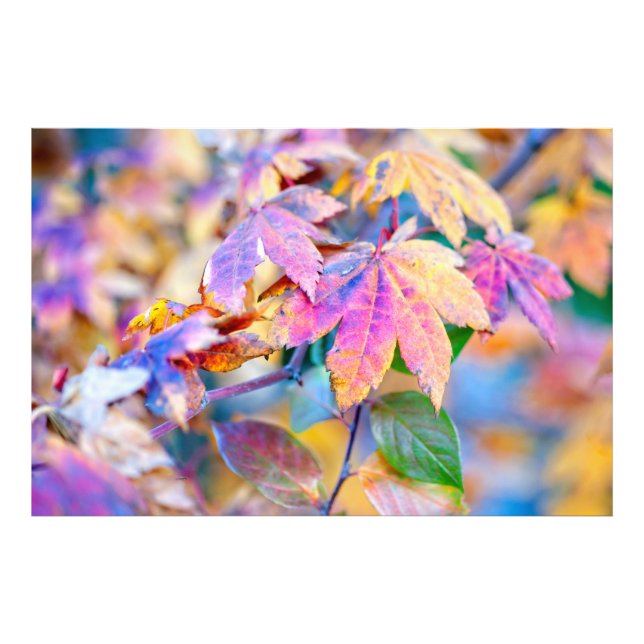 Marvelous Japanese Maple leaves Photo Print (Front)