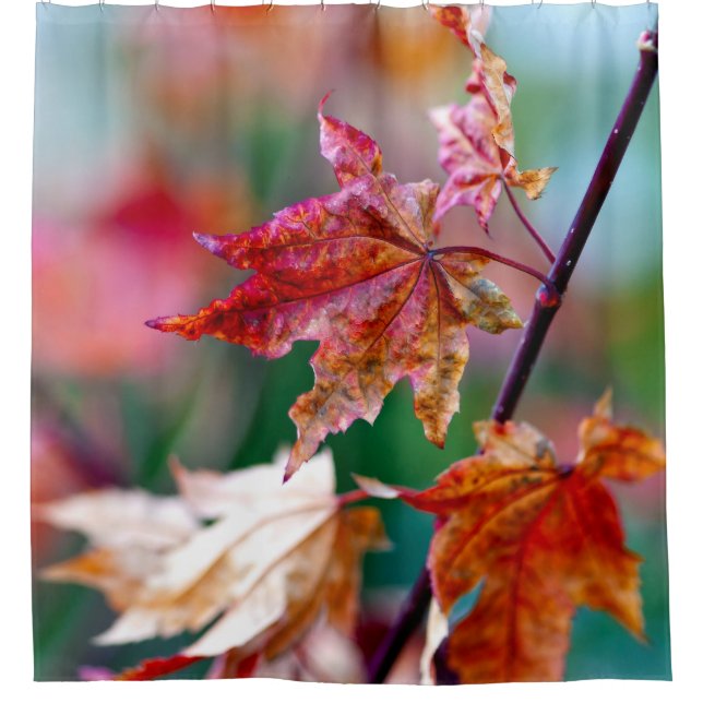 Marvelous Japanese Maple leaves Shower Curtain (Front)